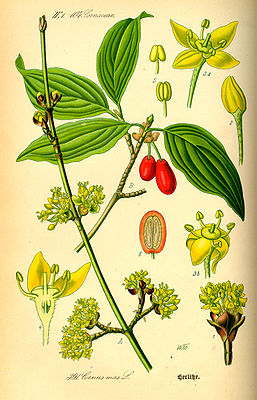 Kornelkirsche (Cornus mas), Illustration.