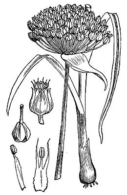 Ackerlauch, Zeichnung von Walter Hood Fitch (1817 - 1892) (Allium ampeloprasum)