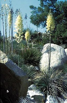 Yucca whipplei subsp. caespitosa mit Blütenstand im Mai in Kalifornien
