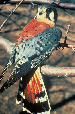 Buntfalke (Falco sparverius), Männchen