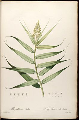 Flagellaria indica, Illustration.