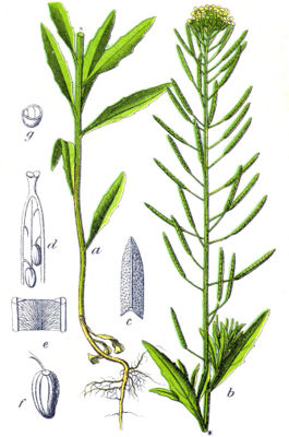 Acker-Schöterich (Erysimum cheiranthoides)