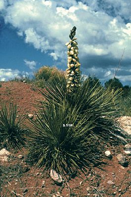 Yucca baileyi ssp. intermedia im Mai in New Mexico