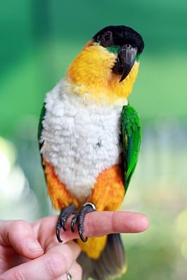 Black-headed Parrot (Pionites melanocephalus)3.jpg