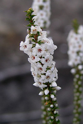 Epacris microphylla, Lane Cove National Park, NSW, Australien.