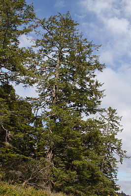 Sitka-Fichte (Picea sitchensis)
