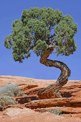 Tree Canyonlands National Park edit2.jpg