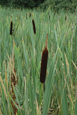 Breitblättriger Rohrkolben (Typha latifolia)