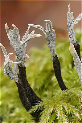 Geweihförmige Holzkeule (Xylaria hypoxylon)