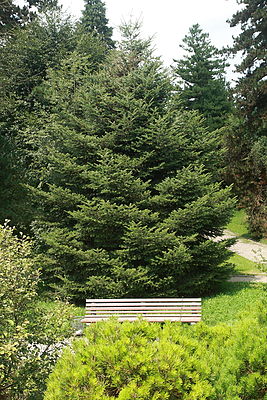 junge Mandschurische Tanne im Botanischen Garten München-Nymphenburg