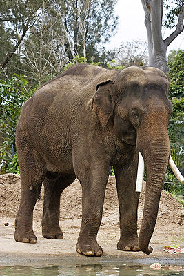 Asiatischer Elefant (Elephas maximus)