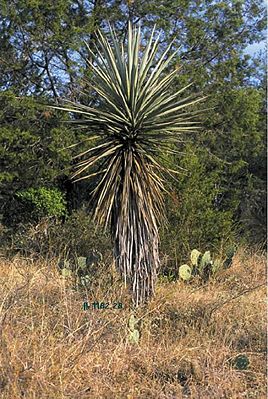 Yucca treculiana typisches Exemplar in Texas.