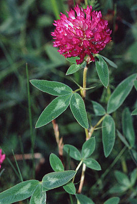 Mittlerer Klee (Trifolium medium)