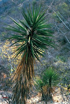 Yucca capensis in der Cape Region in Niederkalifornien