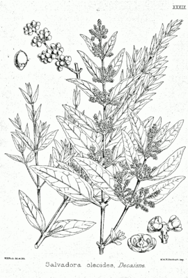 Salvadora oleoides, Illustration
