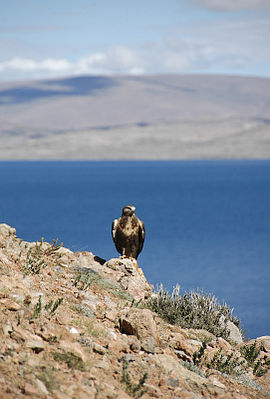 Hochlandbussard in Tibet, 2007