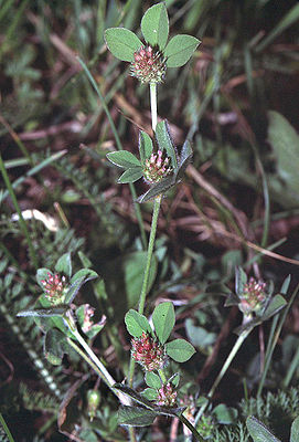 Streifen-Klee (Trifolium striatum)