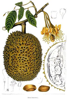 Durianbaum (Durio zibethinus)