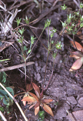 Langgestielter Mannsschild (Androsace elongata)