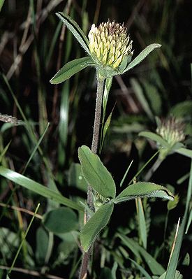 Blassgelber Klee (Trifolium ochroleucon)