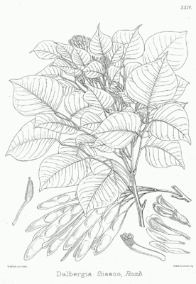 Ostindisches Rosenholz (Dalbergia sissoo)