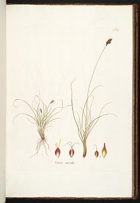 Krumm-Segge (Carex curvula)