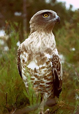 Schlangenadler (Circaetus gallicus)