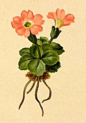 Südtiroler Primel (Primula tyrolensis) in:Anton Hartinger:Atlas der Alpenflora(1882)