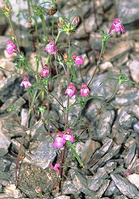 Schmalblättriger Hohlzahn (Galeopsis angustifolia)