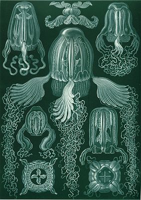 Würfelquallen in Ernst Haeckels Kunstformen der Natur (1904)