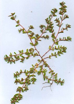 Euphorbia maculata.jpg