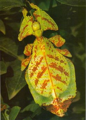 Wandelndes Blatt (Phyllium bioculatum, Weibchen)