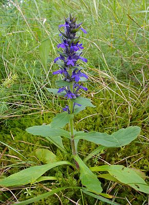 Heide-Günsel (Ajuga genevensis)