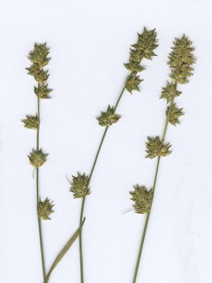 Westfälische Segge (Carex guestphalica)