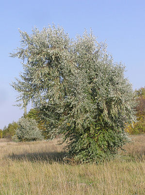 Schmalblättrige Ölweide (Elaeagnus angustifolia) in Oblast Saratow, Russland.