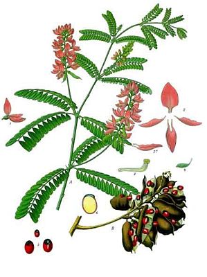 Paternostererbse (Abrus precatorius), Illustration