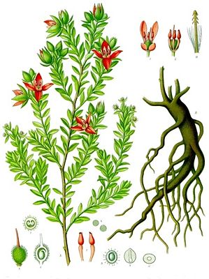 Illustration der Roten Ratanhia (Krameria lappacea)