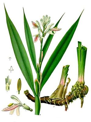 Echter Galgant oder Galgantwurzel (Alpinia officinarum), Illustration aus Koehler 1887