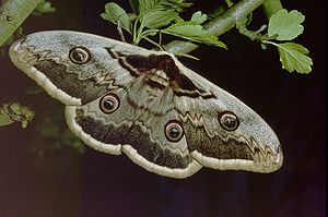 Wiener Nachtpfauenauge (Weibchen) (Saturnia pyri)