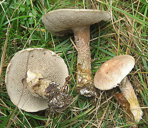 2007-08-14 Suillus viscidus cropped.jpg