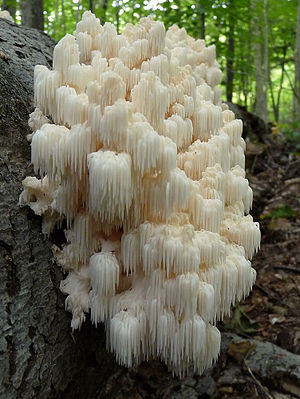 2011-09-03 Hericium coralloides 167225 cropped.jpg