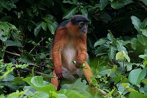 Westafrikanischer Stummelaffe (Piliocolobus badius)