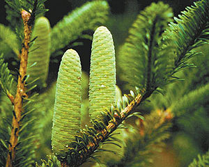 Abies beshanzuensis.jpg