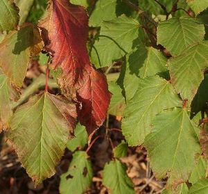 Roter Schlangenhaut-Ahorn (Acer capillipes)