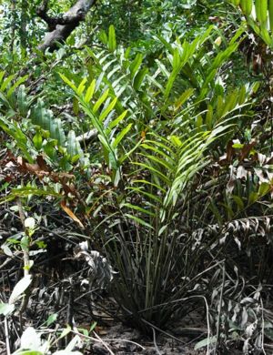 Mangrovenfarn (Acrostichum aureum L.)