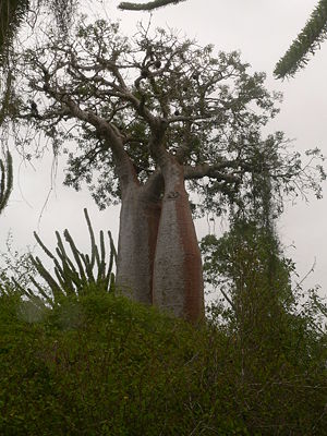 Adansonia rubrostipabei Mangily