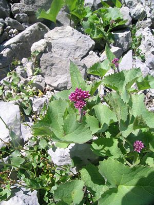 Grüner Alpendost (Adenostyles glabra)