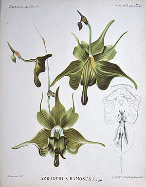 Aeranthes henricii