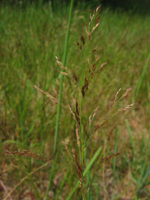 Rotes Straußgras