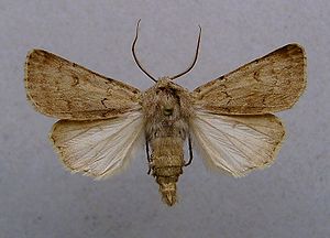 Agrotis cinerea.jpg